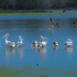 Birds from Sri lanka (Pelicans), Safaris in Sri Lanka
