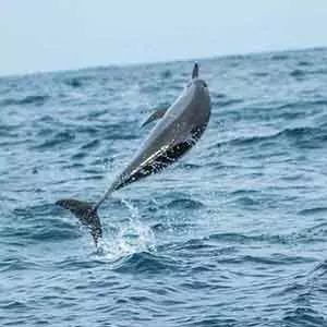 Dolphin watching trincomalee