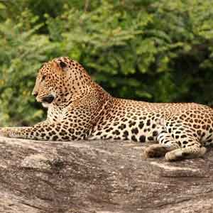 leopard at wilpattu