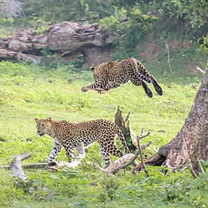 Leopards at Wilpattu