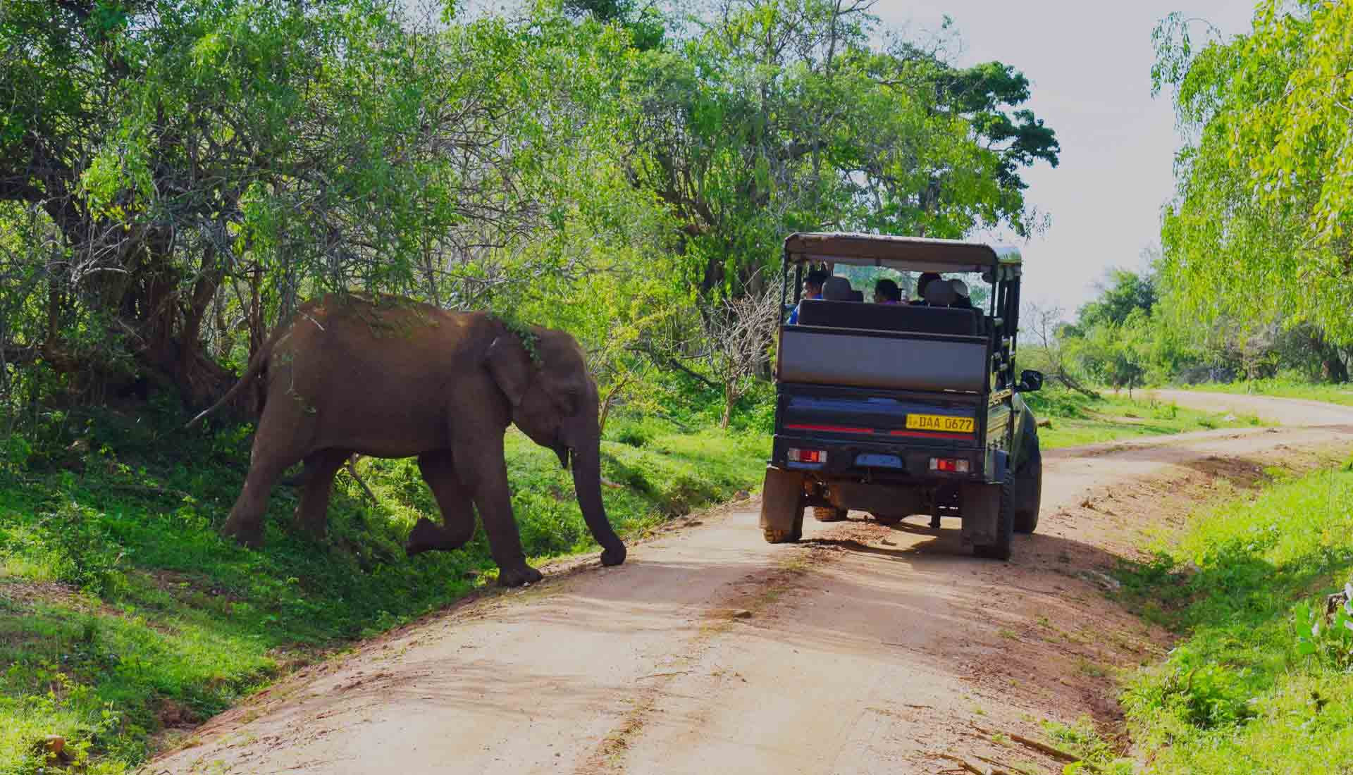 yala safari experience