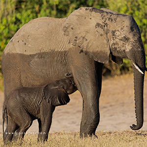 Explore the Wild Side of Sri Lanka: Yala National Park Safari Tours