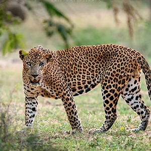 Explore the Wild Side of Sri Lanka: Yala National Park Safari Tours